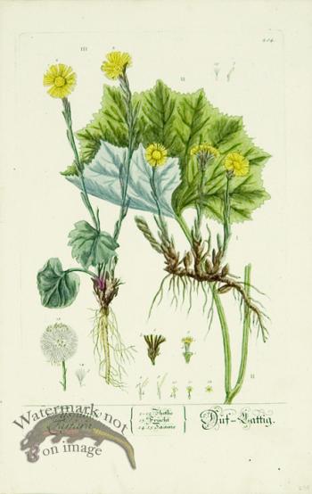 Blackwell German 021